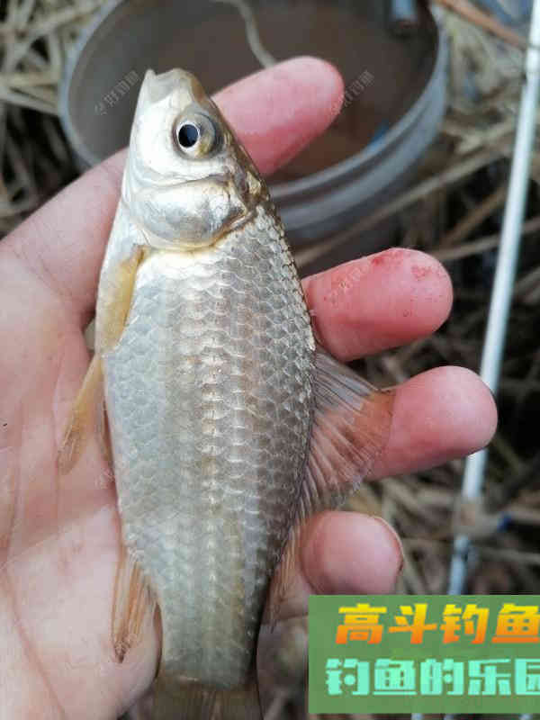野钓常用好饵料？这些好饵料你用过吗