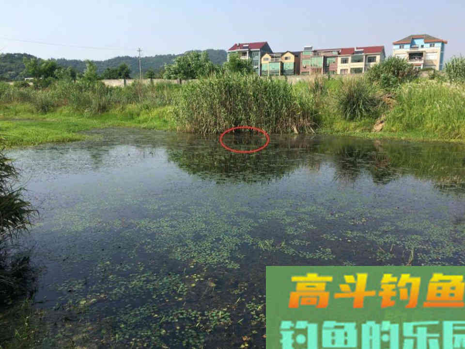 草洞布窝钓鲫鱼经验分享，小鱼闹窝不可怕