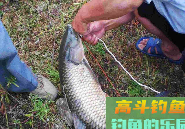 自制窝料加入少量牛粪，发窝快留鱼持久