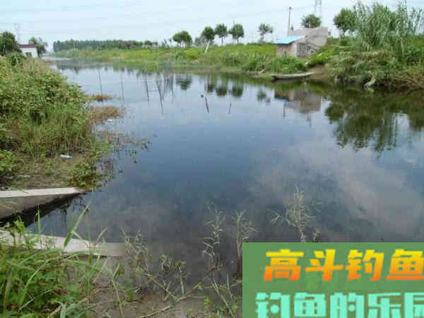 自制一款经济实用的小麦诱饵，会用的钓鱼人不多