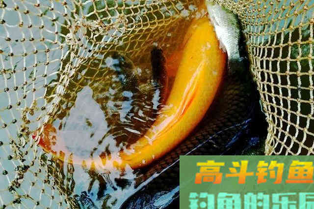 自制用颗粒加大米做的窝料，诱鱼快留鱼久
