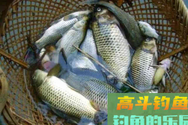 酒米只用来打窝，就是一种浪费，大板鲫狂拉不断
