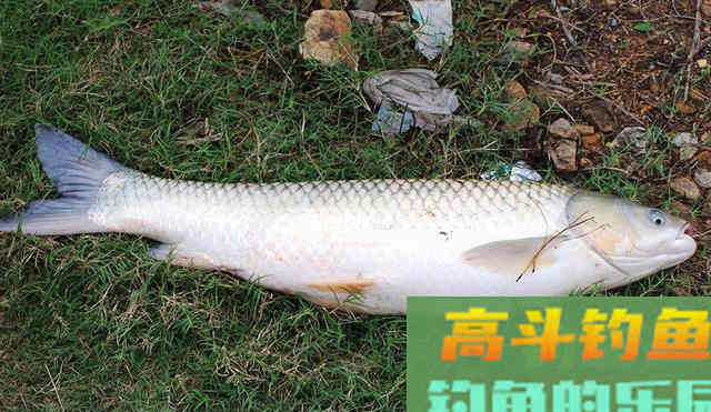 垂钓草鱼青鱼，试试这款水果饵料，钓鱼效果包你满意