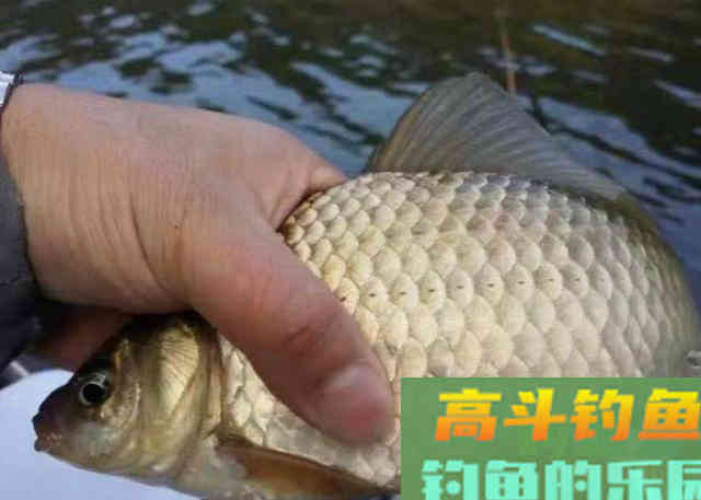 冬天野钓的时候，需要钓友牢牢记住的一些饵料用法