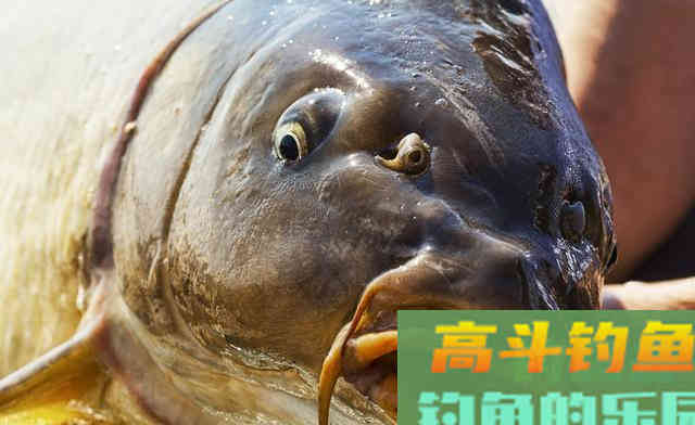 钓大鱼就要打重窝？别一概而论，要根据鱼的摄食量来