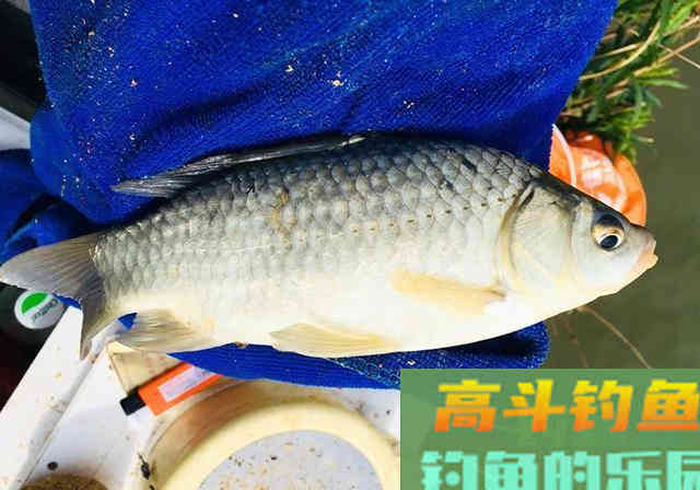 水边捡到一包臭豆腐饵料当中掺了点，半天钓得28斤鱼