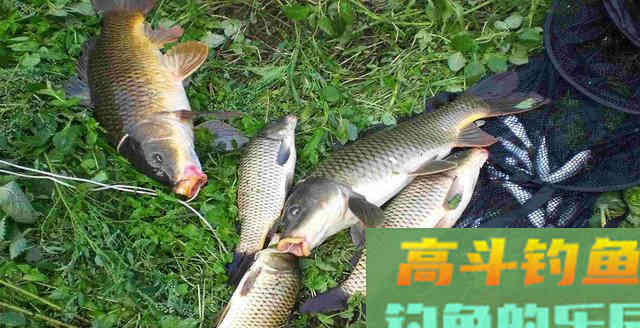 这些东西虽不起眼，混合之后就是小药，好用还省钱