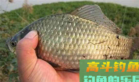 本来是食材，但是用来钓鱼，效果丝毫不差于蚯蚓和红虫