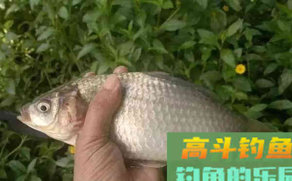夏季的两个绝杀鲫鱼饵料配方，使用不怕闹小鱼