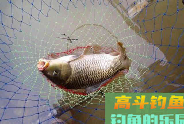 都知道用玉米粒可以钓大鱼，但具体该如何使用