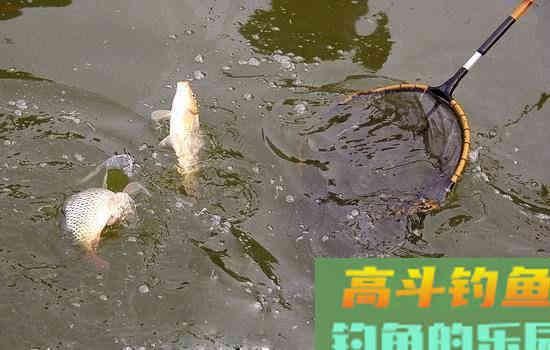 打窝后鱼口不错，但是不能连竿，这是什么原因呢