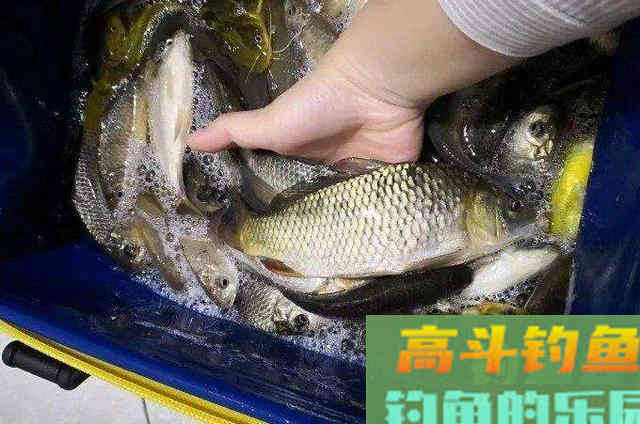 打窝的技巧全解析，和补窝时机与方法