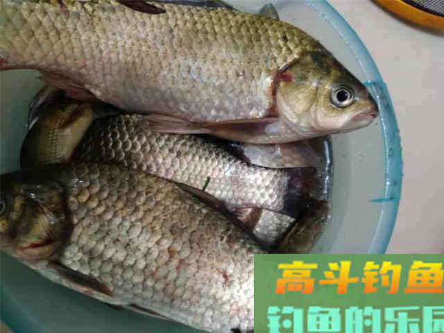 这几种打窝方法很少钓鱼人知道，能加速诱鱼且能持久留窝