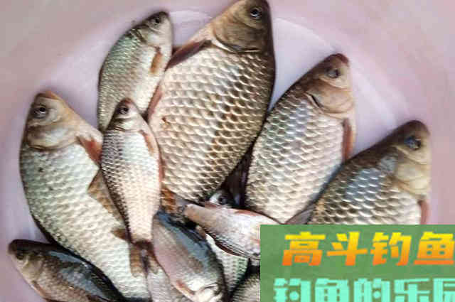 野钓大鲫鱼饵料配方分享，四季钓鱼都能用