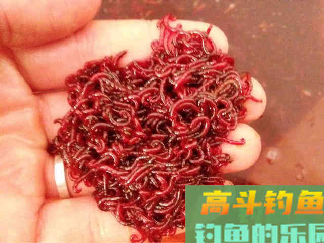 红虫、蚯蚓、大虾拉饵方法大集合