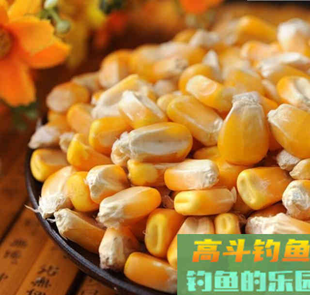 嫩玉米钓鱼需不需要煮熟？野钓客告诉你！