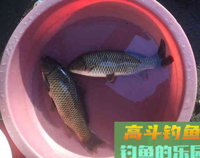 专钓鲤鱼，自制桂花酒窝料，布窝守钓2条野生大鲤鱼