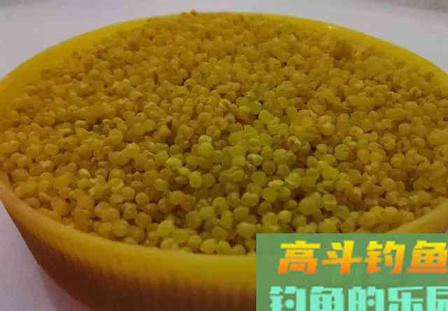 饵料加酒米，越加越没鱼？是你泡酒米的方法不对