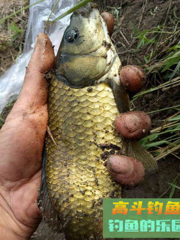 深秋钓鱼特效添加剂，你家厨房就有