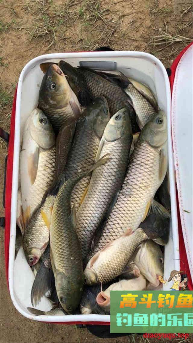 野钓饵料大盘点，看完后自己做能为你省不少钱