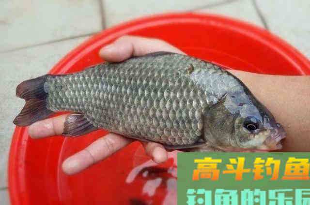 自制鲫鱼饵料配方一钓一个准