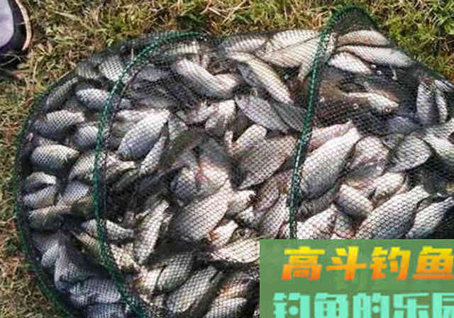 珍藏窝料做法送给你，拥有它爆护很轻松