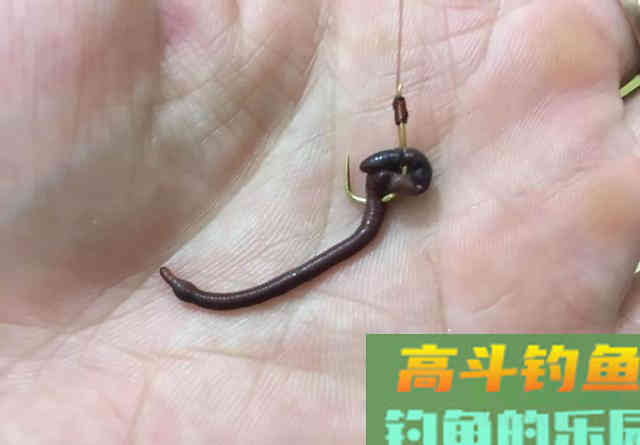 冬季钓鲫鱼3种好用虫饵，蚯蚓钓不上鱼，试试另外2种