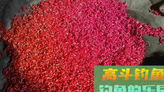 红虫、蚯蚓、大虾拉饵方法大集合