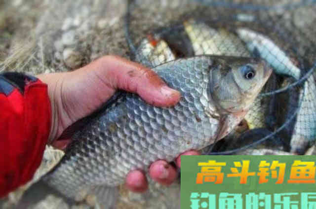 蚯蚓饵的选用与挂钩方式，与商品饵混用