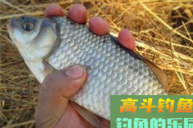 野钓鲫鱼时，可以供钓友们选择的一些特效饵料