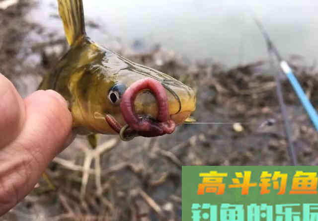 它是最常见的钓鱼香料，但不能大量添加
