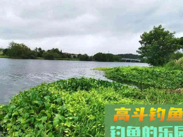 要想钓得多，必得先打窝，教你打什么窝，怎么打