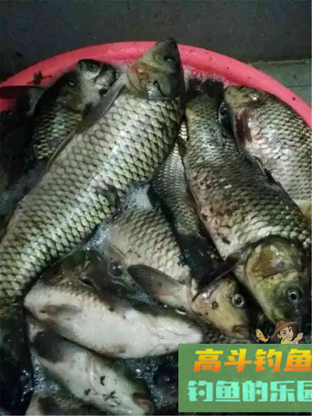 秋天的开饵思路，以及用饵技巧