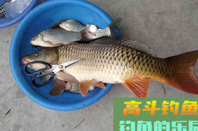 自制实用窝料教程，学会不再花钱买窝料