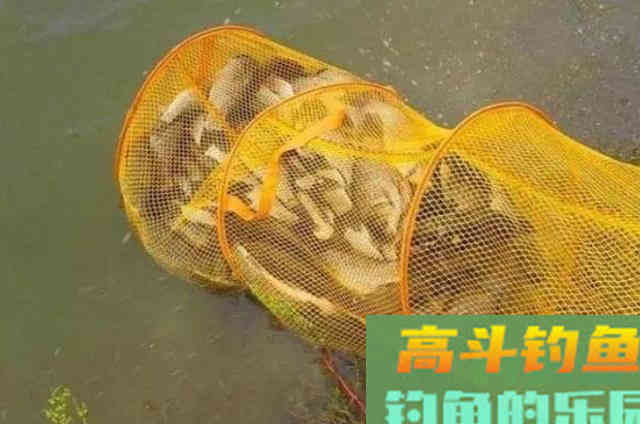 生活中最为常见，也最省钱的五种天然钓鱼小药