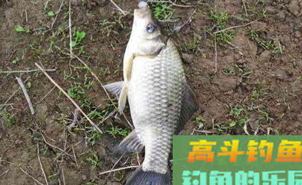 野钓鲫鱼如何打窝更科学？高手告诉你