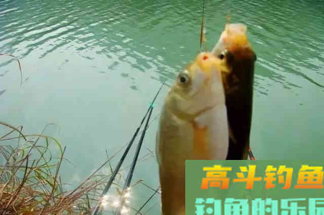 发窝不聚鱼，起窝不留鱼，大多都是这几个原因造成的