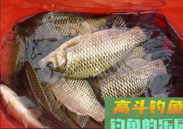 冬季钓鱼该怎么开饵，有什么料搭配教程