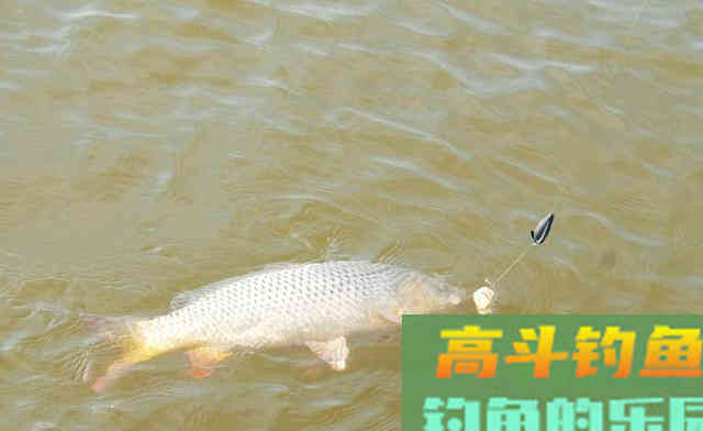 这么香的饵为啥不吃，切莫自以为是，配饵还需换位思考