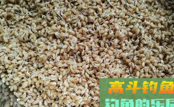 晚秋手竿钓鲤鱼，这几款自制饵料有奇效，会连竿