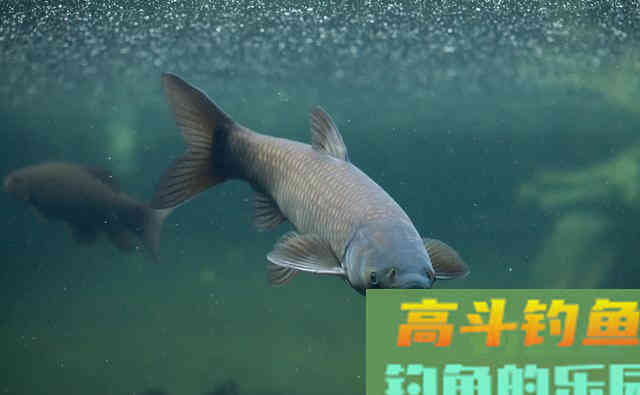 钓草鱼钓浮还是钓底？不纠结，窝料做好才是关键
