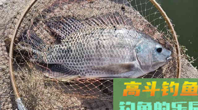 用于冬钓的酒米颗粒钓罗非鱼，还还能钓野生大板鲫