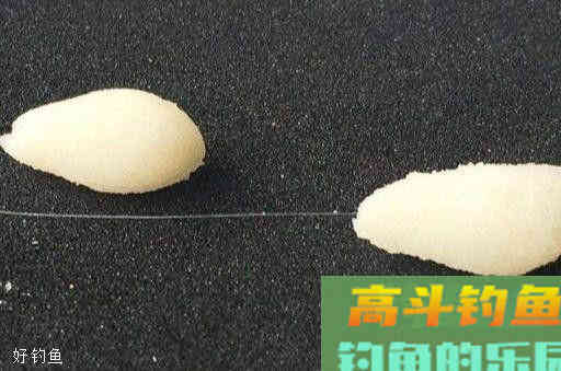 鱼情不同，搓饵的大小和形状也不同，这是为什么呢