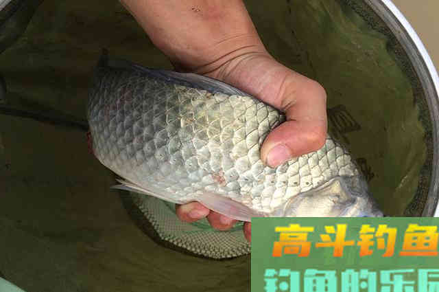 馒头加这些东西做饵料，钓鲫鱼有奇效，成本不到5块钱