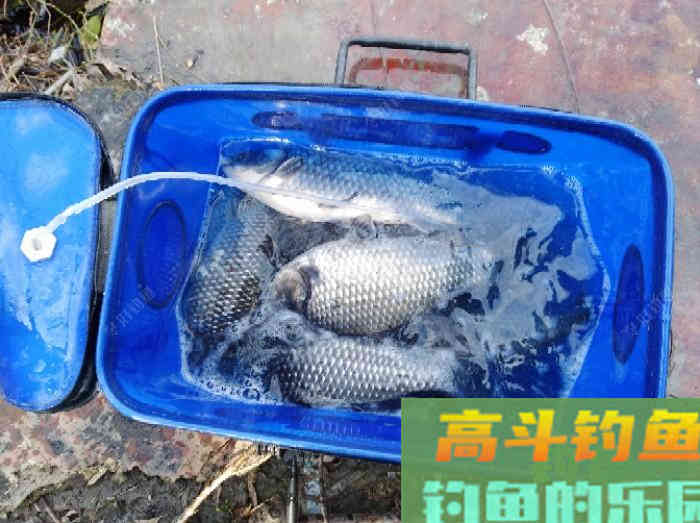虾拉饵真实的制作过程与效果