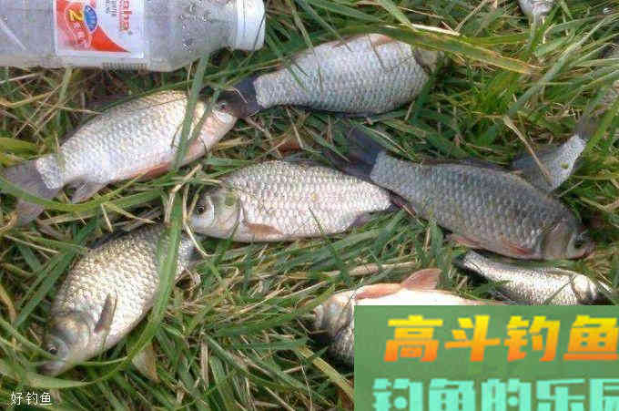 酒米中还可以加些什么会使效果更好呢？