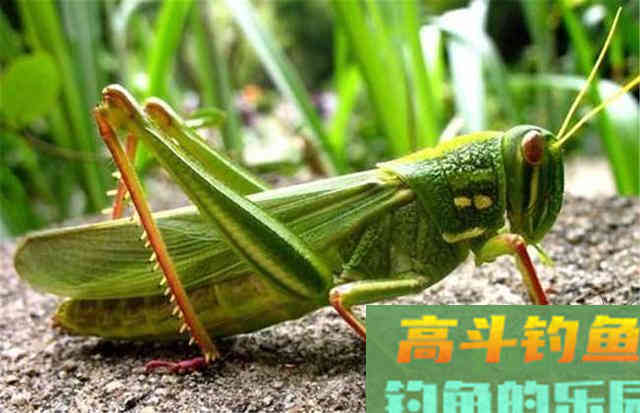 野钓饵料大盘点，看完后自己做能为你省不少钱