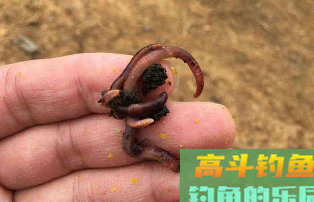冬钓狂拉大板鲫时，对蚯蚓万能饵的一些加工方法