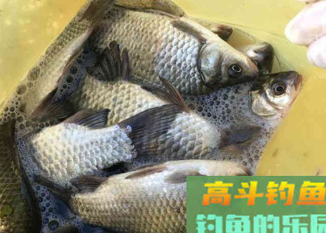 冷天钓鱼这几种饵料用法特别好