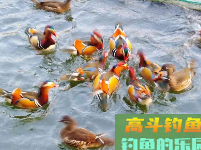 五种情况下需用轻饵作钓，能让你更好的钓获大鲫鱼